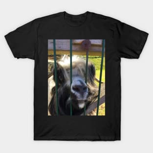 Icelandic Goat with Personality T-Shirt